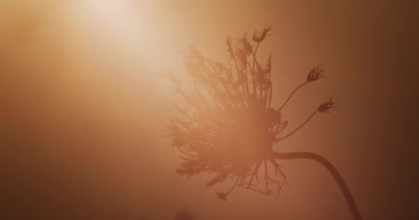 A lone hogweed plant at sunset — стоковое видео