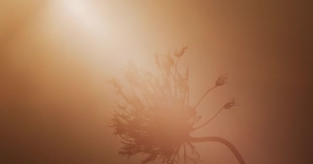 Dried plant against the dusk sun rays — стоковое видео