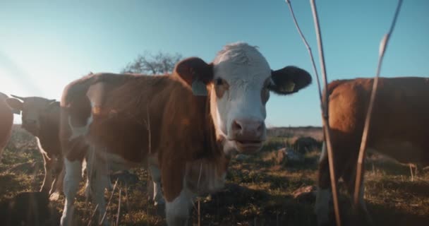 Weite Aufnahme von Kuh, die Gras kaut — Stockvideo
