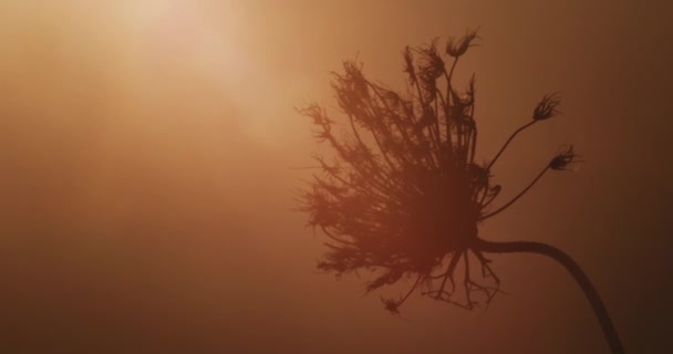 Silhouette of a dried plant at sunset — стоковое видео