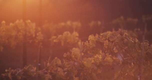 Beautiful vineyard at sunset — стоковое видео