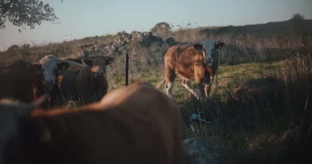 Καφέ αγελάδες που βόσκουν το ηλιοβασίλεμα — Αρχείο Βίντεο