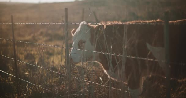 Pascolare di mucca vicino alla recinzione — Video Stock