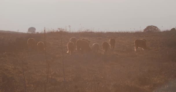 Grupo de vacas marrons ao pôr do sol — Vídeo de Stock
