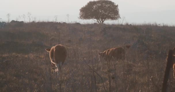 Cows walking through dried field — Vídeos de Stock