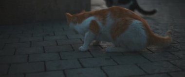 Sokakta yiyecek arayan sokak kedisi..