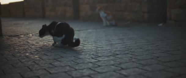 Dos pobres y hambrientos gatos callejeros — Vídeos de Stock