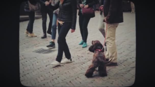 Um homem a andar com um cão — Vídeo de Stock