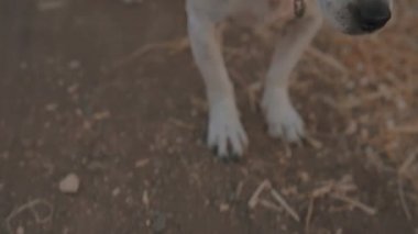 Funny Jack Russel terrier dog