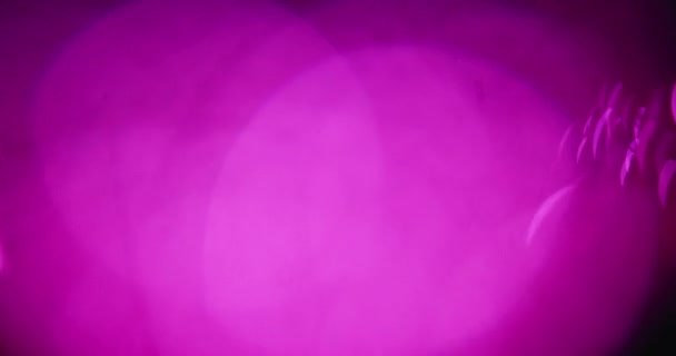 여러 겹으로 나뉘어 있는 분홍빛보케 공 — 비디오