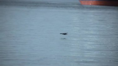 Okyanus yüzeyinde uçan karabataklar. Yavaş çekim. 