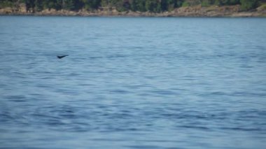 Okyanus yüzeyinde uçan karabatak kuşu. Yavaş çekim. 