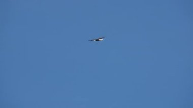 Kel kartal gökyüzünde uçuyor, avlanıyor. Yavaş çekim. 