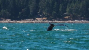 Suyun üstünde yüzeye çıkan kambur balinanın kuyruğunu kapatın. Yavaş çekim. 
