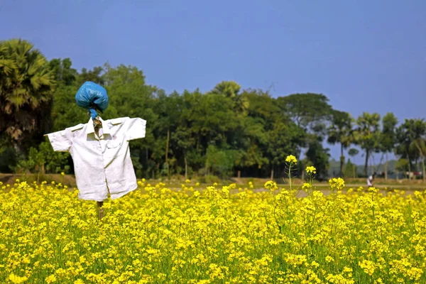 Scarecrow in rural area of Bangladesh, tradition in agriculture