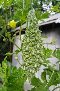 Bahçedeki sarmaşıkta yetişen acı kavun.