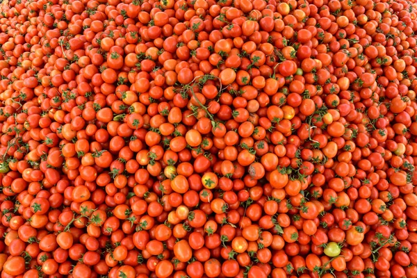 Νωπές Κόκκινες Ντομάτες Απόθεμα — Φωτογραφία Αρχείου