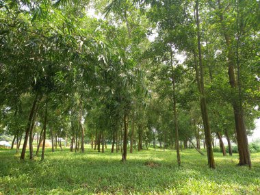 Asya ormanlarındaki yeşil orman doğası. Ormanda bitki güzelliği