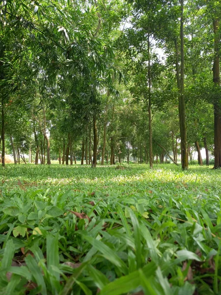 Naturaleza Del Bosque Verde Bosque Asiático Belleza Vegetal Bosque —  Fotos de Stock