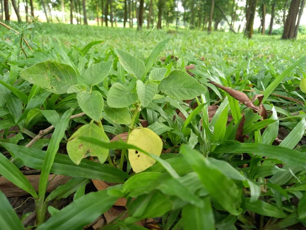 Planta Desconocida Hierba —  Fotos de Stock