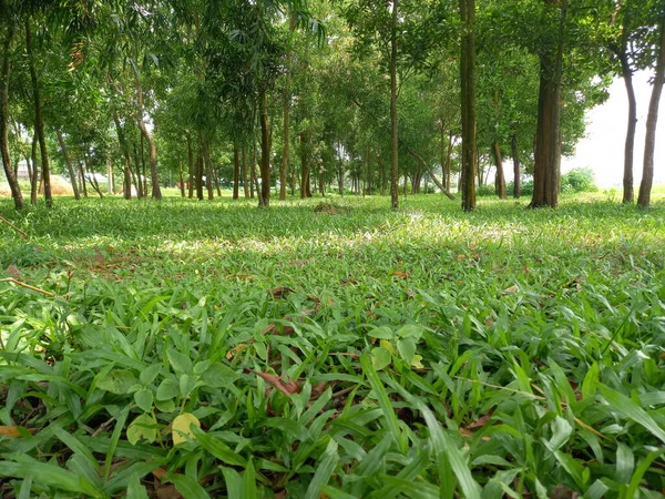 Zelená Tráva Lesní Příroda Bangladéši — Stock fotografie