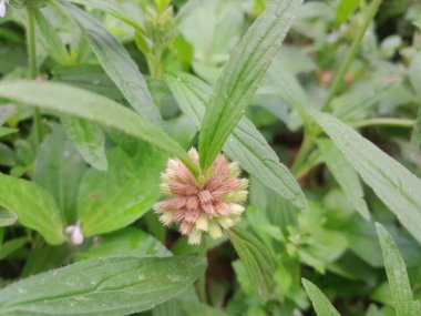 Beyaz çiçekli Leucas bitkisi. Thumbai tıbbi harb aşçılık bitkisi. Dronapushpi ayurvedic bileşenler doğada botanik. Bangladeş 'te leucas cephalotes. 