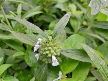 Beyaz çiçekli Leucas bitkisi. Thumbai tıbbi harb aşçılık bitkisi. Dronapushpi ayurvedic bileşenler doğada botanik. Bangladeş 'te leucas cephalotes. 