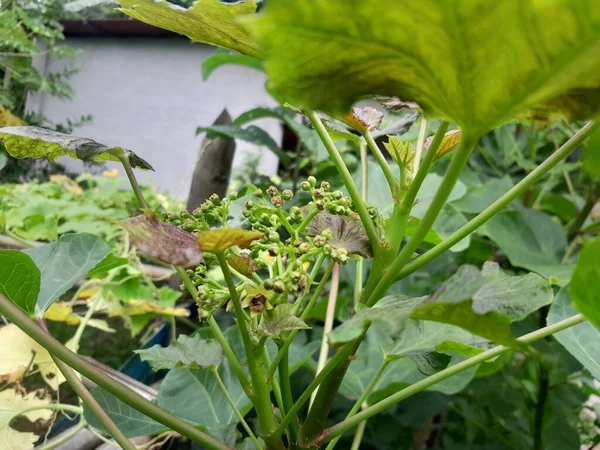 Doğadaki Jatropha curcas tıbbi harb bitkisi. Bangladeş 'te fındık yeşili yeni doğan bebek yaprakları. 