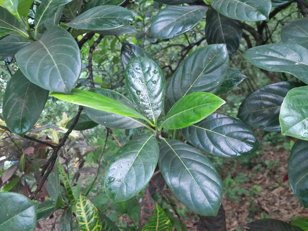 Yeşil meyveli yapraklar doğada. Ağaçtaki meyve yaprakları. Tropikal meyve yaprağı. 