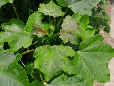 Fizik fındık bitkisi. Yeşil Jatropha curcas tıbbi harb fabrikası. 
