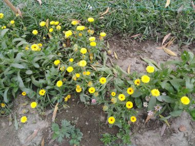 Botanik bahçesindeki Calendula officinalis çiçeği. Esmer kadife çiçekleri yalıtılmış yeşil arka planda çiçek açarlar..  