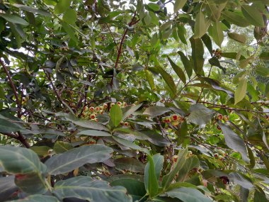 Bangladeş 'te gül elma ağacı. Meyveli balmumu elma bitkisi ve yeşil yapraklı arka plan.