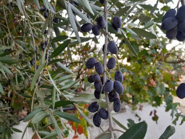 Olgun zeytinler ve zeytin dalının yaprakları. Bitkide sallanan Leccino zeytinleri.