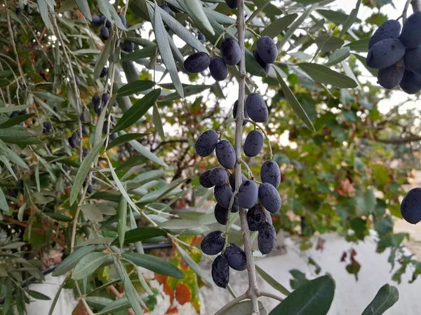Olgun zeytinler ve zeytin dalının yaprakları. Bitkide sallanan Leccino zeytinleri.