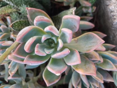 Bahçedeki Graptoveria Opalina çiçek bitkisi. Graptoveria Opalina model doğa arkaplanı bırakıyor.