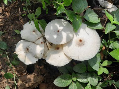 Leucoprinus cepistipes mantarları doğada var. Leucoagaricus lökotit mantarları doğada yeşil, bilinmeyen otlarla birlikte..