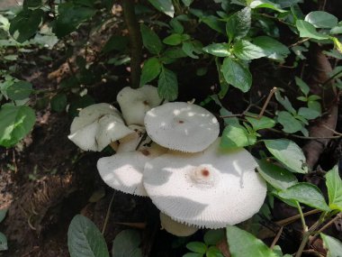 Leucoprinus cepistipes mantarları doğada var. Leucoagaricus lökotit mantarları doğada yeşil, bilinmeyen otlarla birlikte..