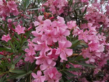 İtalya 'da yol kenarında leğen çiçekleri. Neryum zakkumu botanik bahçesinde çiçek açar..