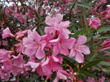 İtalya 'da yol kenarında leğen çiçekleri. Neryum zakkumu botanik bahçesinde çiçek açar..