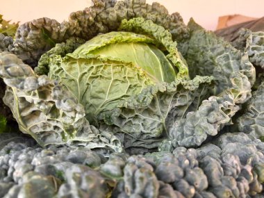 Savoy lahana, çiğ sebze. Yeşil savoy lahanası, A vitamini, C vitamini ve lif gibi sağlık malzemeleri için iyidir. Savoy lahanası buruşuk, yapraklı doku, çıtır çıtır ve tatlı, hafif aromalı sebze..