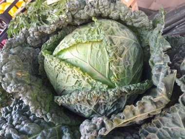 Savoy lahana, çiğ sebze. Yeşil savoy lahanası, A vitamini, C vitamini ve lif gibi sağlık malzemeleri için iyidir. Savoy lahanası buruşuk, yapraklı doku, çıtır çıtır ve tatlı, hafif aromalı sebze..