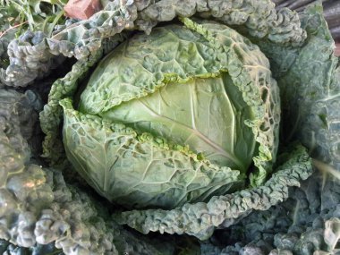 Savoy lahana, çiğ sebze. Yeşil savoy lahanası, A vitamini, C vitamini ve lif gibi sağlık malzemeleri için iyidir. Savoy lahanası buruşuk, yapraklı doku, çıtır çıtır ve tatlı, hafif aromalı sebze..