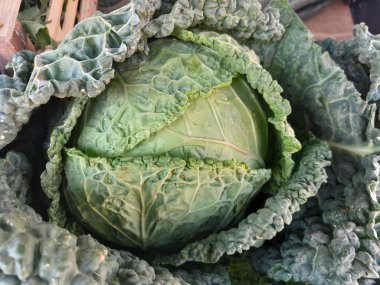 Savoy lahana, çiğ sebze. Yeşil savoy lahanası, A vitamini, C vitamini ve lif gibi sağlık malzemeleri için iyidir. Savoy lahanası buruşuk, yapraklı doku, çıtır çıtır ve tatlı, hafif aromalı sebze..