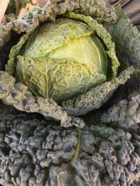 Savoy lahana, çiğ sebze. Yeşil savoy lahanası, A vitamini, C vitamini ve lif gibi sağlık malzemeleri için iyidir. Savoy lahanası buruşuk, yapraklı doku, çıtır çıtır ve tatlı, hafif aromalı sebze..