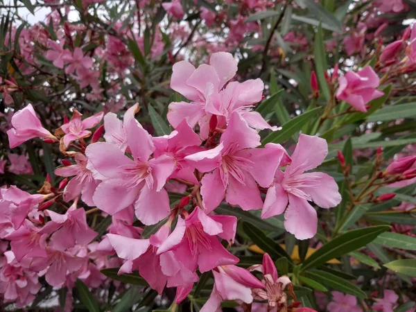 İtalya 'da yol kenarında leğen çiçekleri. Neryum zakkumu botanik bahçesinde çiçek açar..