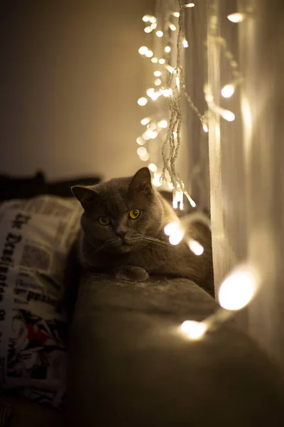 Adorable Gato Gris Sofá Guirnaldas Navidad Gato Británico —  Fotos de Stock