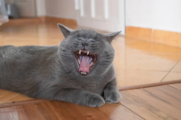 Big Fluffy Gray British Cat Yawns Lying Floor — Stock Photo, Image