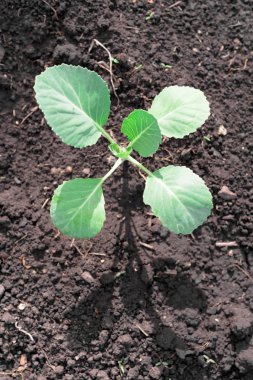 Genç lahana fide toprak