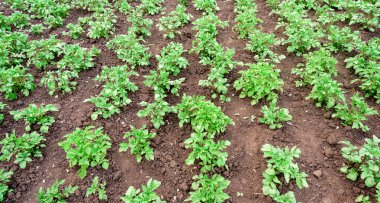 Toprakta patates bitkilerin satırları