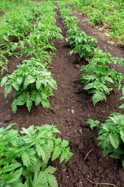 Toprakta patates bitkilerin satırları